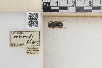 Media type: image;   Entomology 772946 Aspect: Labels